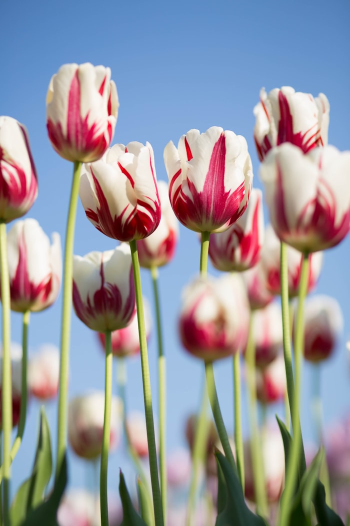 Seasonal Arrangements